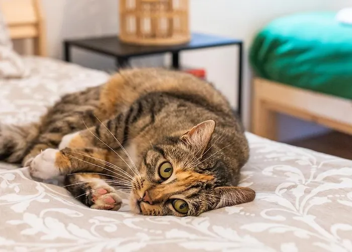 Hébergement de vacances Swietego Jozefa *